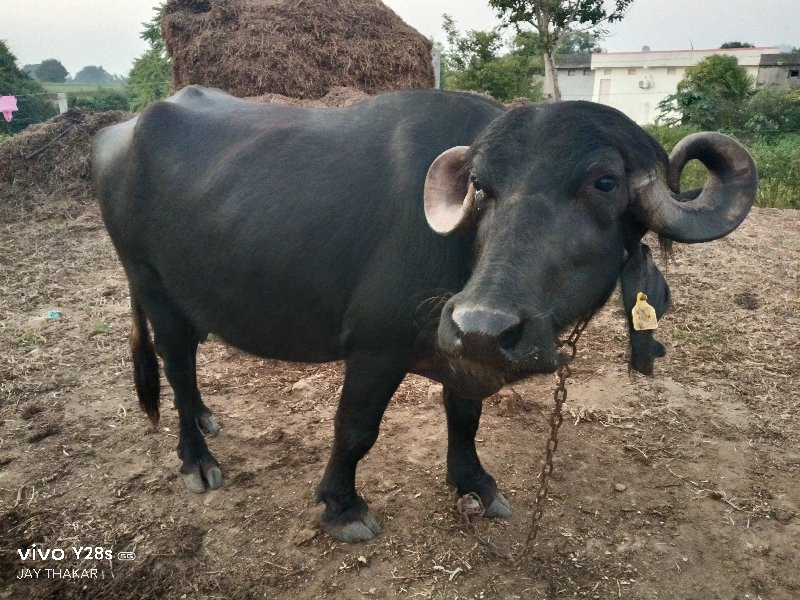 આ ભેંસ વેચવાની...