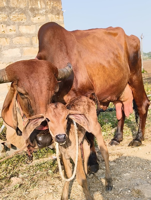 ગીર ગાય વેચવાની...