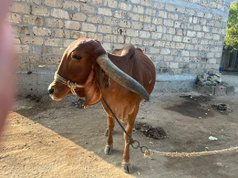 ગાય વેચવાની છે