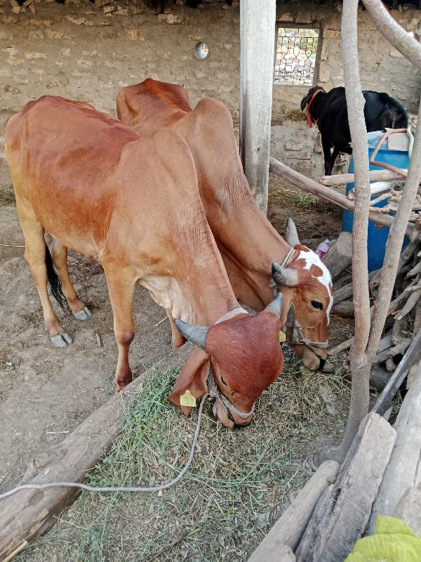 ગોઢલા વેચવાના છ...