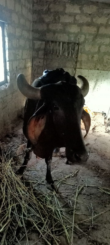 gir cow