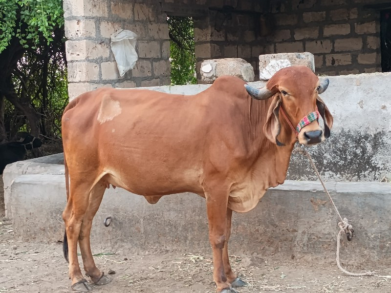 gau