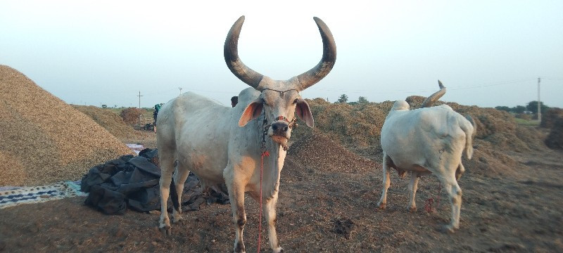 આવો લેવા નો સે...