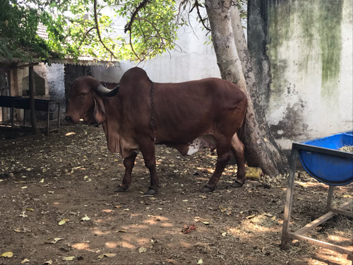 Gir cow sell in...