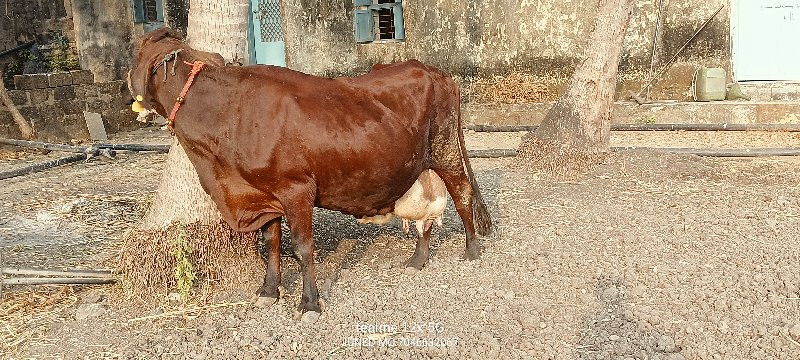 એસબ  ગાય વેચવાન...