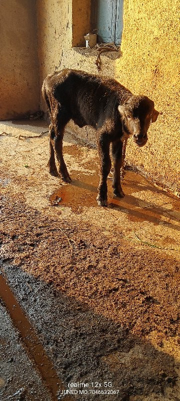 ટોપ જાફરી ખડાઈ...