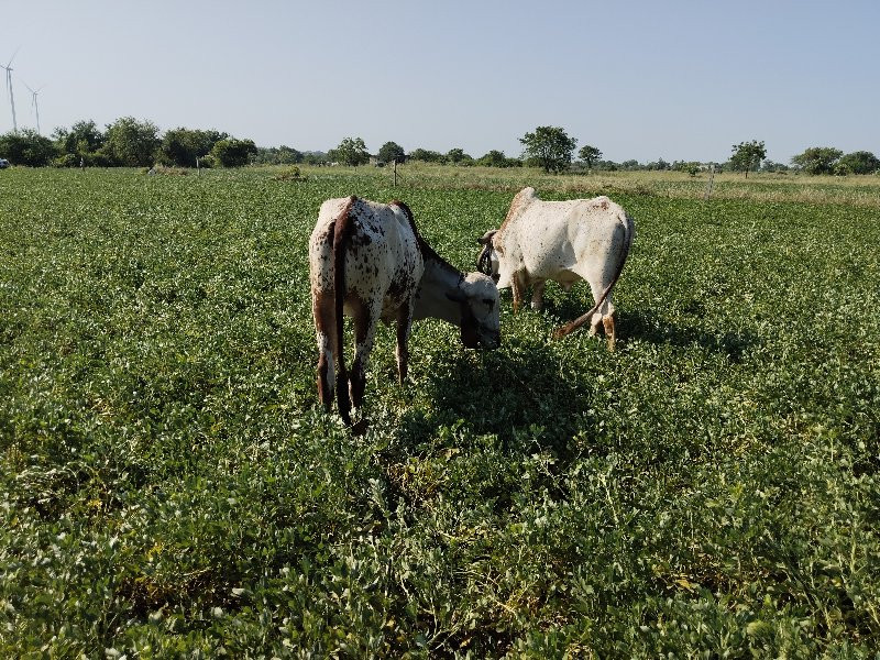 ગોંઢલા વેચવાના...