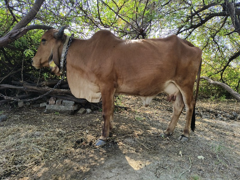 ગીર ગાય વેચવાની...