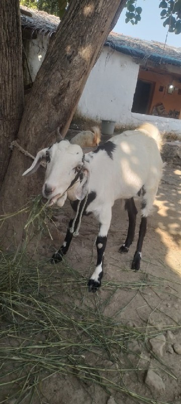 પતીરીસિહોરીબકરી...