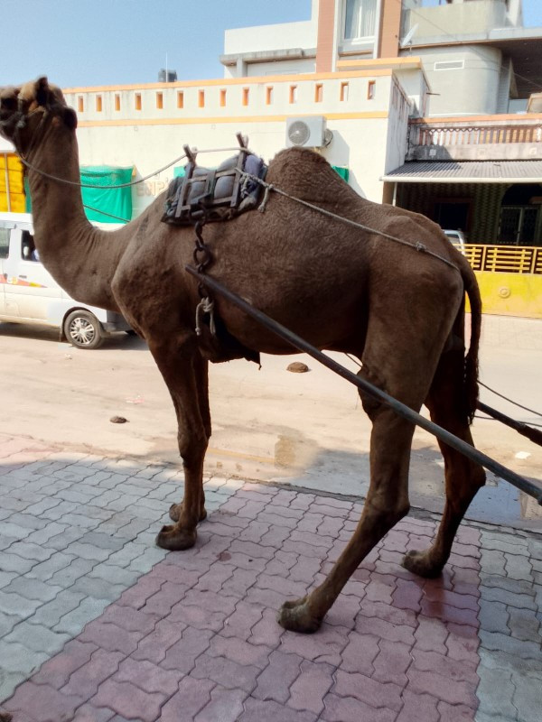 ઉંટ વેચવા નુછે