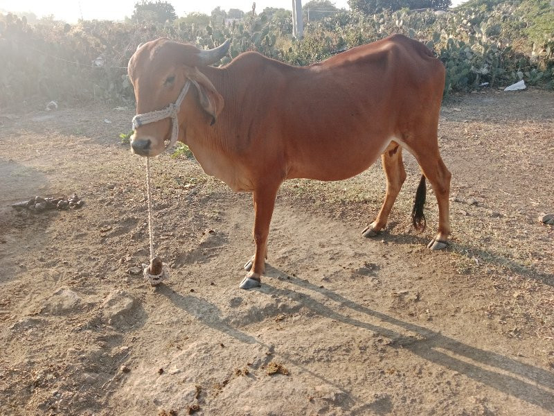 ગાય વેચવાની છે