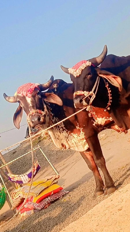 અરવિંદ દેવીપુજક