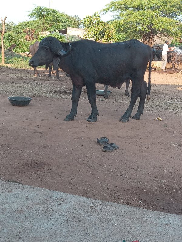 પાડો વેચવાનોછે