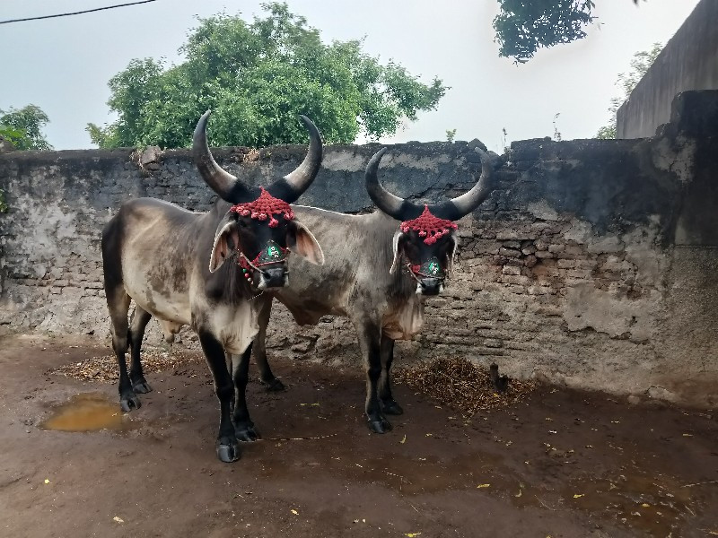 ગોઢલા વેચવાના છ...