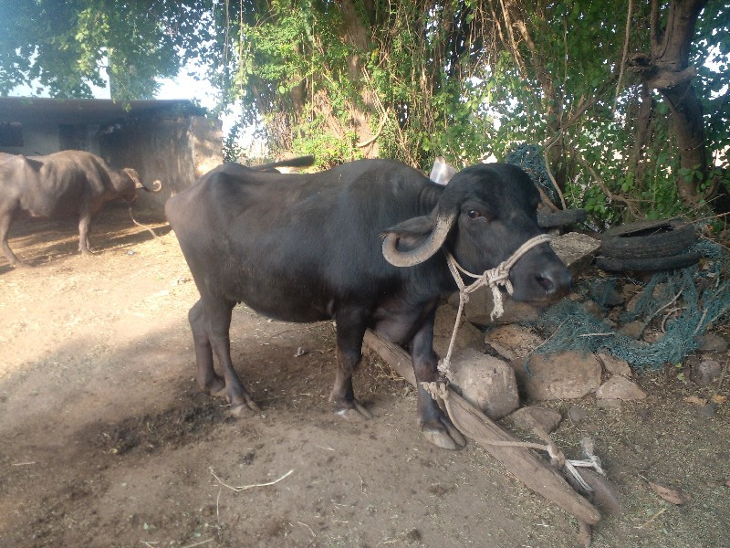 આભેસ બીજુવેતર વ...