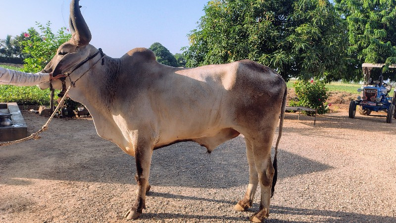 ગોધલા લેવા ના છ...