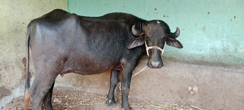 પેલુ વેતર ખડેલી