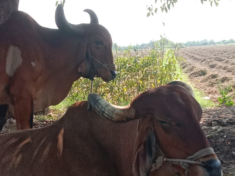 બળદ વેચવાના છે