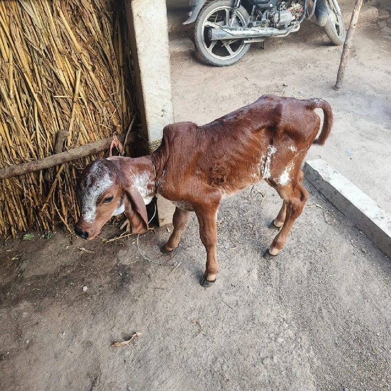 ગાય