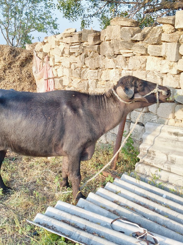 ખડેલું વેચવાનું...