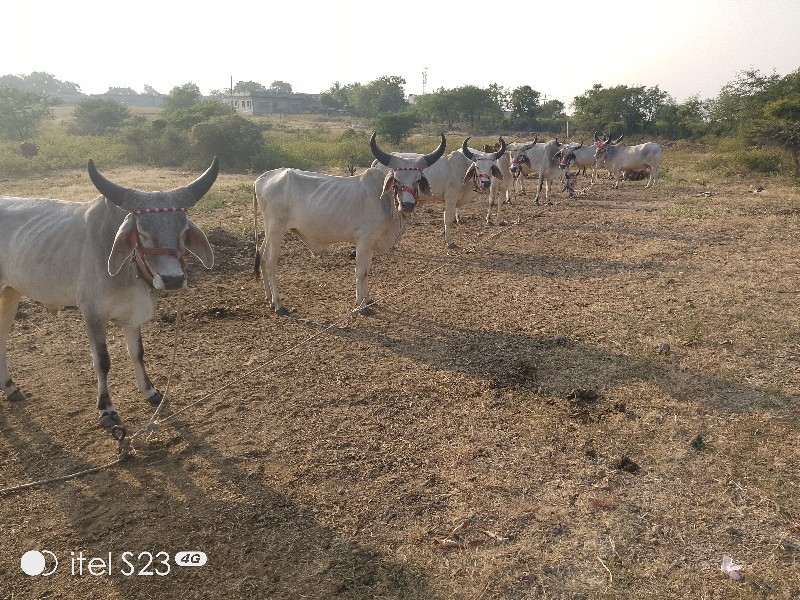 વલભપરમાર કુમાર...