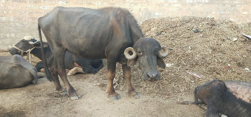 ખડેલુ વેચવાનુ છ...