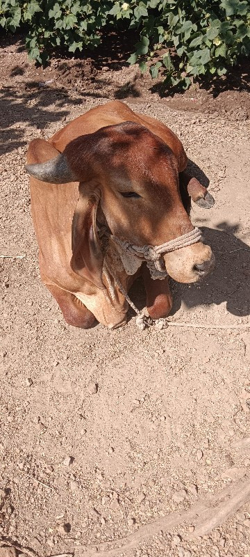 પેલું વેતર હૉડક...