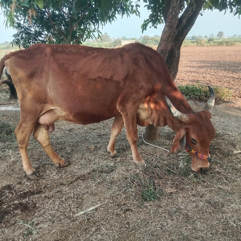 ગાય વેશવાની