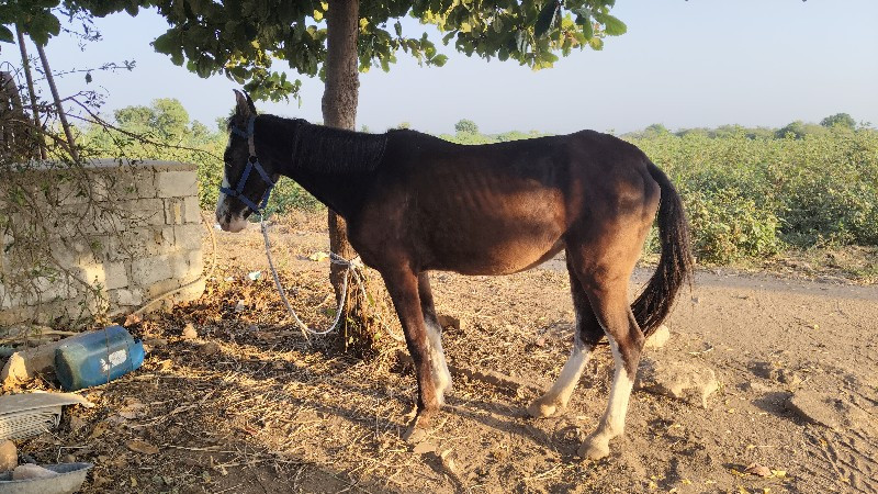 ઘોડી વેચવાની છે