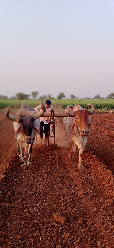 બળદ