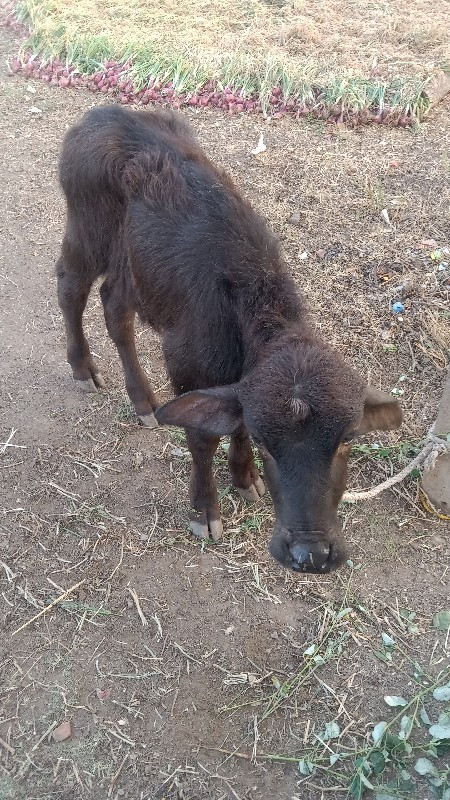 ભેંસ વેચવાની છે