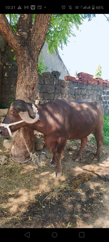 વેચવાની છે