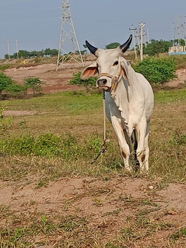 બળદ વેચવાનો છે