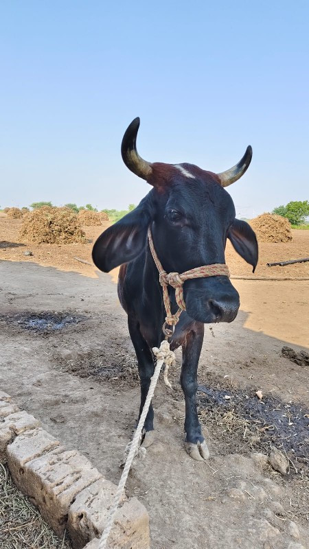 જરસી ગાય વેસવાન...