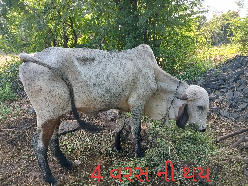 વાછરડી વેચવાની...