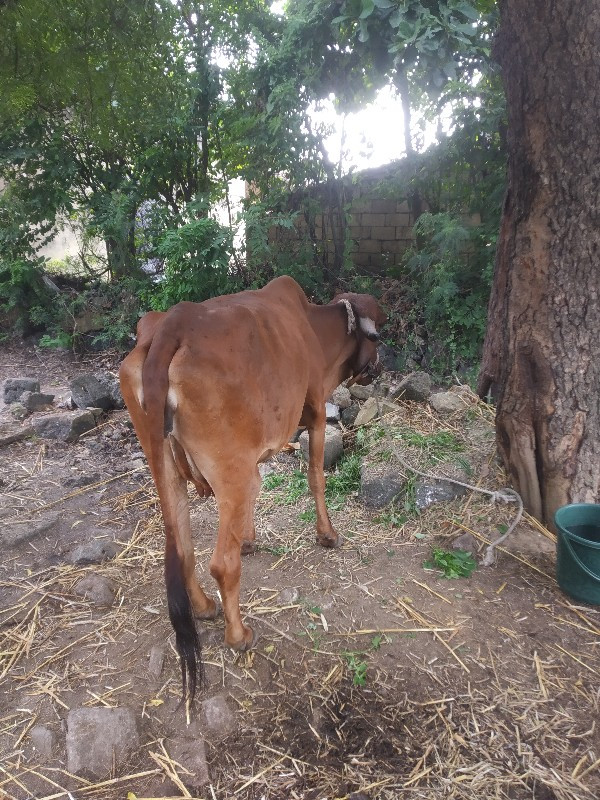 bhikhubhai