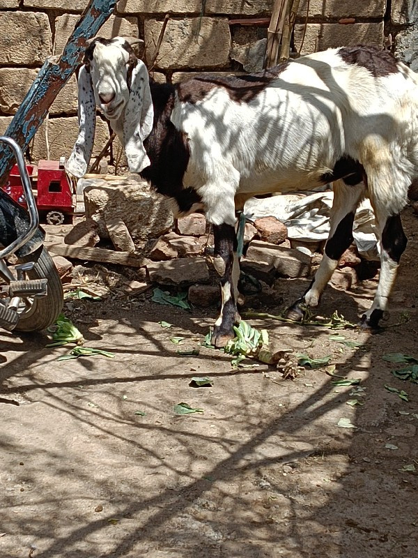 રસુલ ભાઈ બગસરા