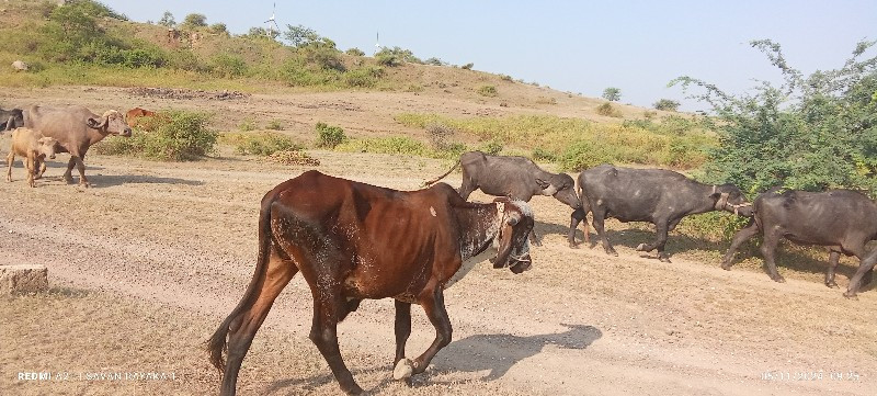 બળદ વેચવાનો છે...