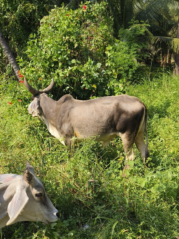 ગાય