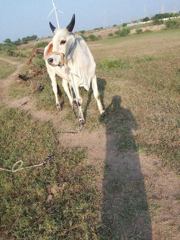 બળદ વેચવાનો છે