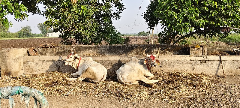 badhi javabadaa...