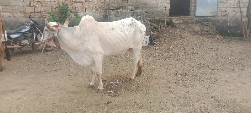 બળદ