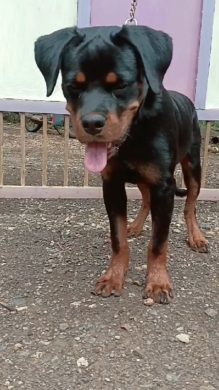 Rottweiler male