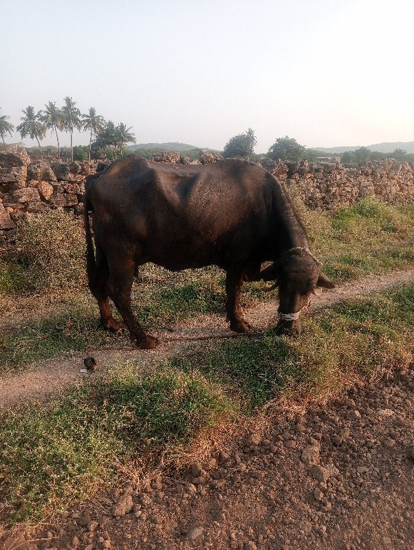 ભેંસ વેચવાની છે