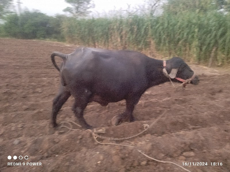 ભેંસ વેચવા ની છ...