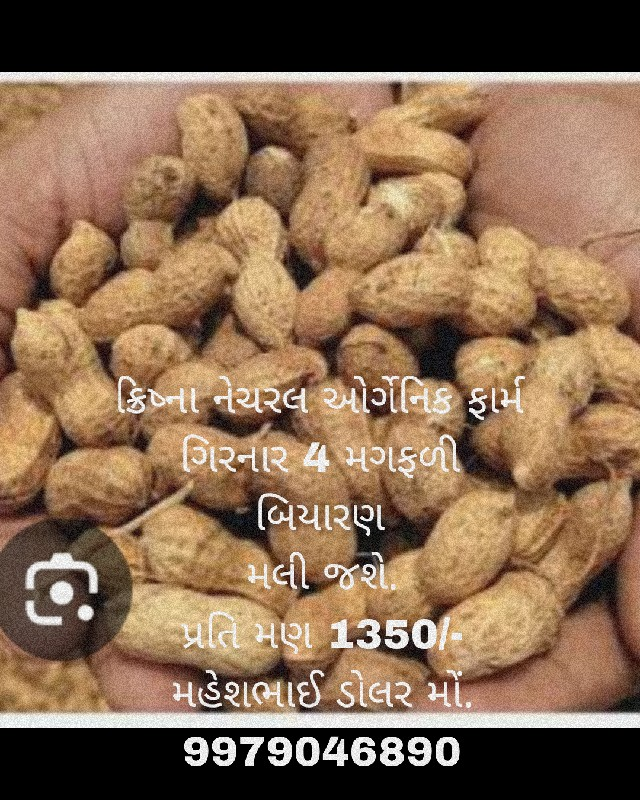 ગિરનાર 4 મગફળી