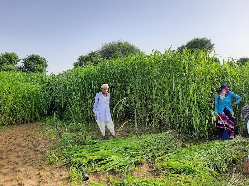 વાઢ વારી જુવાર...