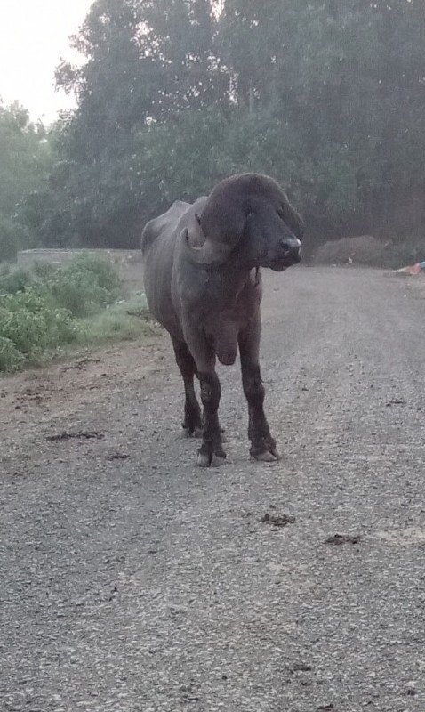 પાડો વેચવાનો છે