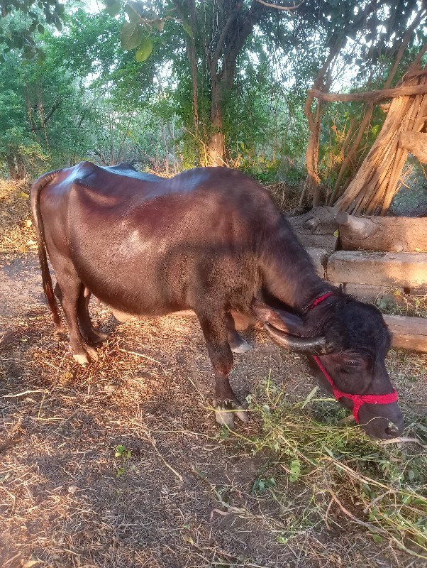 ભેંસ વેચવાની છે