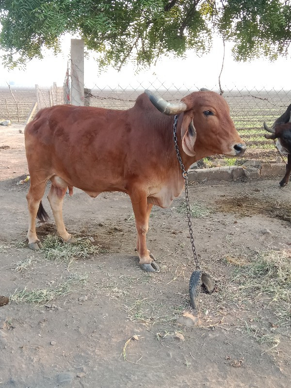 ગાય વેચવાની છે